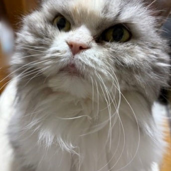 猫の手を借りたいほど、いろいろあった2月