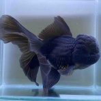 かねだい足立店ブログ