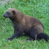 『150年ぶりに姿を現したクズリ』の画像