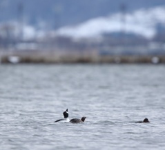 思い出の鳥たち（１１０）