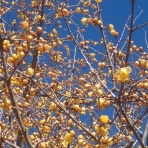 むさしの山の会のブログ