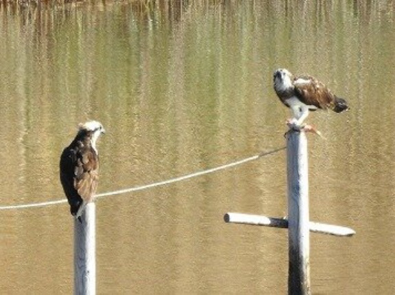 2025年12月4日の野鳥公園
