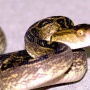 【マジかよ】ハブ毒、アルツハイマー病の原因物質を分解できることが判明「新たな認知症治療法の開発につながる可能性」