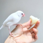 白文鳥のぴーちゃんの記録
