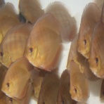 AquaDreams_officialのblog