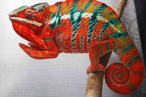 COLORS - Ambilobes
