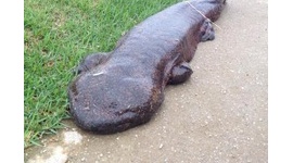 【バカッター】「カエルの幼虫がここまで巨大化するとは、放射能の影響だ」 オオサンショウウオをカエルの幼虫と間違えた挙句にTwitterから逃亡ｗｗｗｗｗ