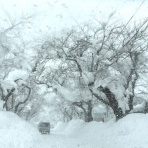 膝蓋骨骨折から歩けるまでのリハビリ日記ブログ