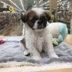 沖縄県 ペットショップワンラブ カインズあがり浜店のスタッフブログ