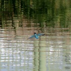 『6月23日(金)の鳥さん Vol.2　郵便局からの帰り道、春木川(国分川)にて野鳥の観察･撮影』の画像