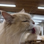 猫カフェ ねこまんまBlog