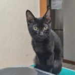 保護猫譲渡るーむ（仙台市　あにまるロック診療所）