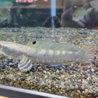 『9月24日(土)　熱帯魚入荷情報』の画像