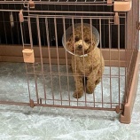 『ミミちゃん、病院では悲鳴。シェルターでは…？』の画像