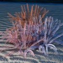 Blenderでイソギンチャクを描く