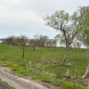 萌ゆるみどりちゃん