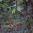 ミヤマガマズミ（Viburnum wrightii Miq. var. wrightii）