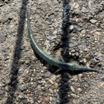 黄昏時の落としもの