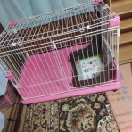 ポメを頂けることになりまして