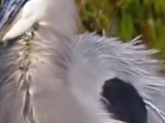 木の上で大きな何かが踊っていた。中に人が入ってんだろ？ → 伝説の鳥人はこちらです…