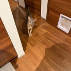 牛せり鍋の夜ごはん