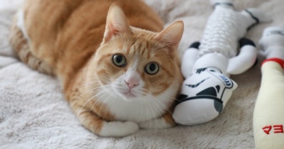 ふかふかでくつろぐ猫。