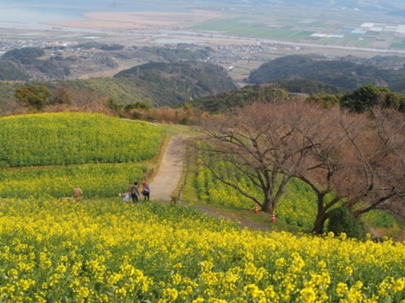 2026 白木峰高原の菜の花は4～5分咲き！（諫早市白木峰町）