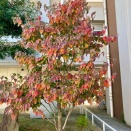 2025.11/22（土）の夕ご飯です