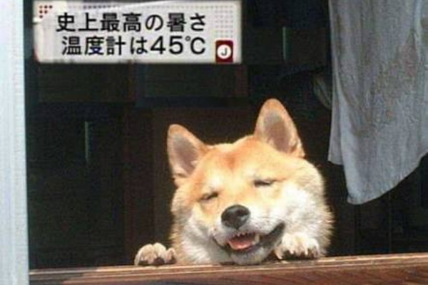 よく見るイヌの画像で打線組んだｗｗｗｗｗｗｗｗｗｗｗｗｗ 暇つぶしのまとめ
