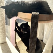 【猫写真】タワーの上が気になるスミちゃん