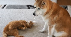 最近の犬＆猫のルーティン？