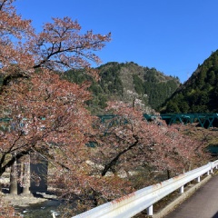飛騨かなやまの桜　開花状況 2026