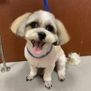 マルシーズー　シャンプーカット　宮内