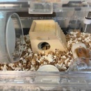 ゴールデンハムスター飼育グッズ紹介
