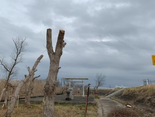 植物が次の地球の覇者になるだろうね！