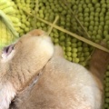 新規保護うさぎの紹介　まなくん