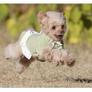 11-22-9　市川　ライムちゃん　8歳