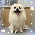 東京都江東区有明にあるペットショップワンラブ有明ガーデン東京本店のスタッフブログ