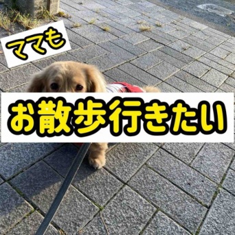 待ってろぼちぼち本気出す。