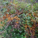 ツルウメモドキ