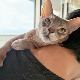 おうちごはんとおかしとねこ