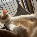 銘菓　「地上の星」＆ムネ肉でミートソース