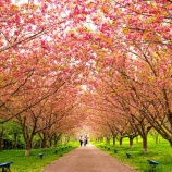 『2025.4『羅生門さくら公園🌸①』/ 岡山県新見市』の画像
