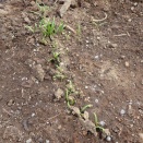 第二ホウレンソウ発芽