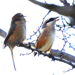 東京港野鳥公園　レンジャーブログ