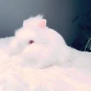 まっしろふわわ