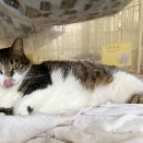 里親さんを待ってる猫たち(3/28)