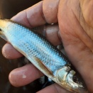 でかオイカワ。