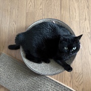 涼しいリビングを満喫するスミちゃん