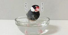 ぼくちんが我が家に来たとき